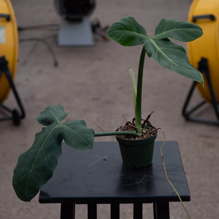 Gabriella Plants Philodendron 4" Philodendron barrosoanum