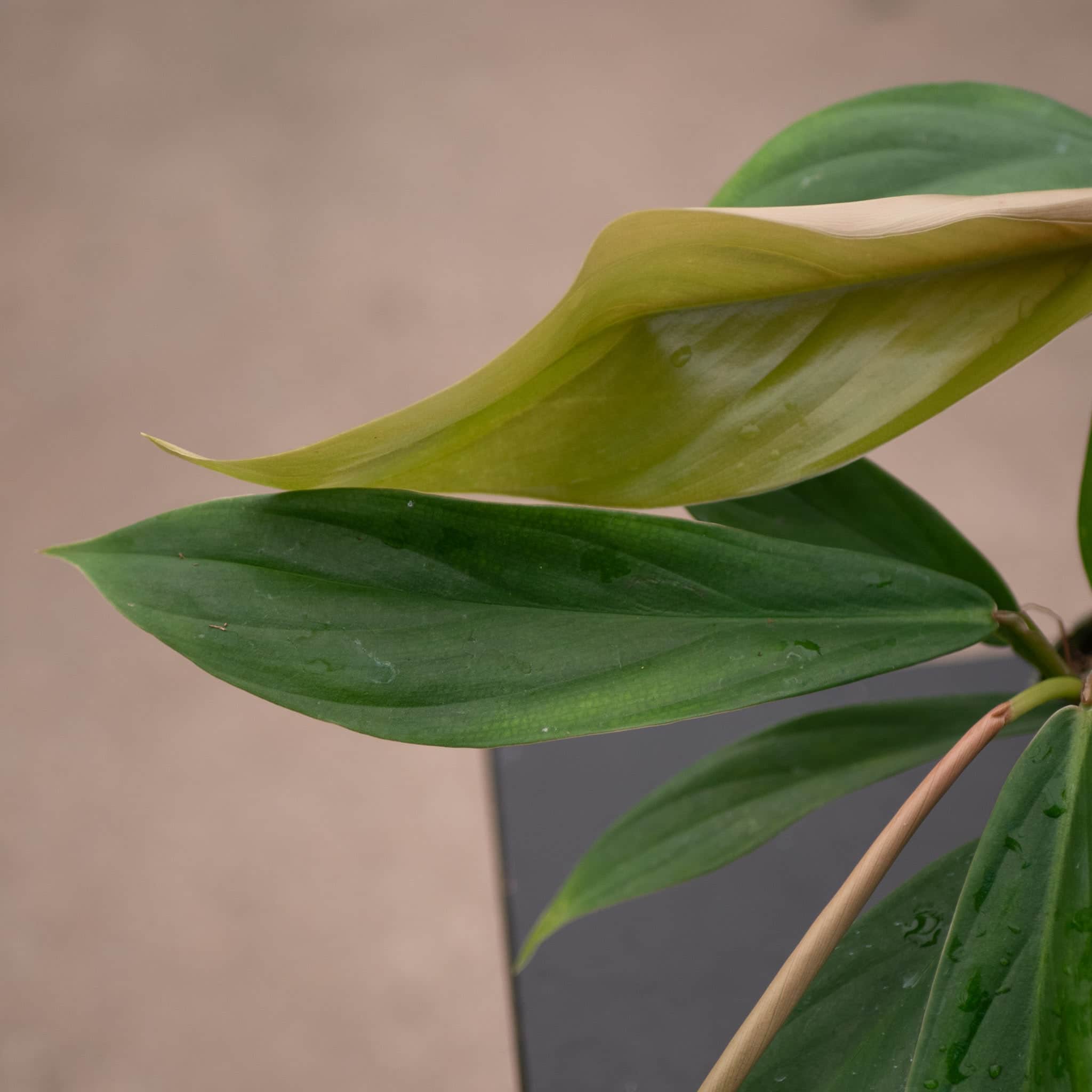 Gabriella Plants Philodendron baudoense - Thumbnail 2