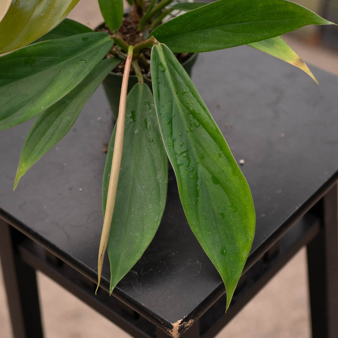 philodendron baudoese Philodendron baudoense