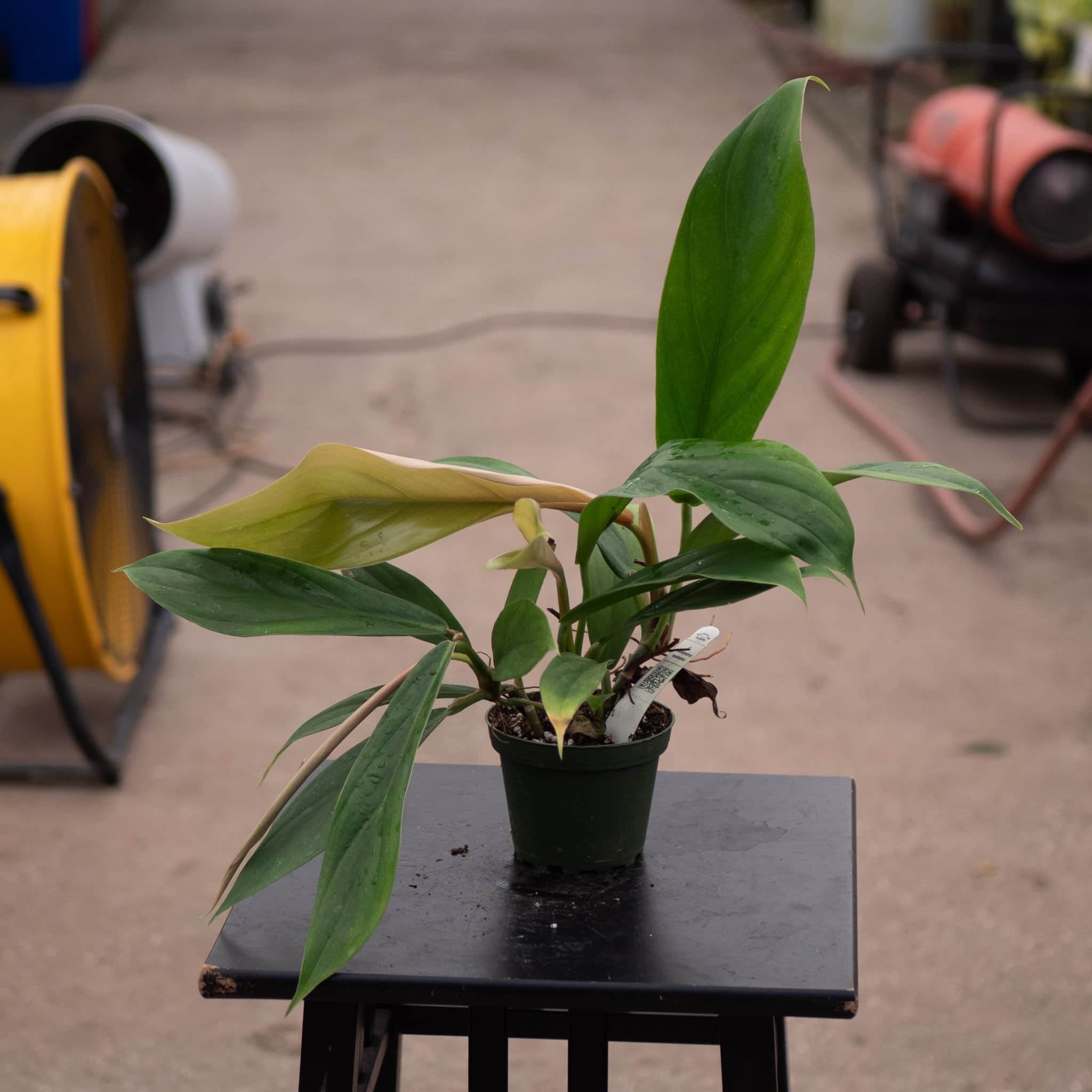 Gabriella Plants Philodendron baudoense - Thumbnail 4
