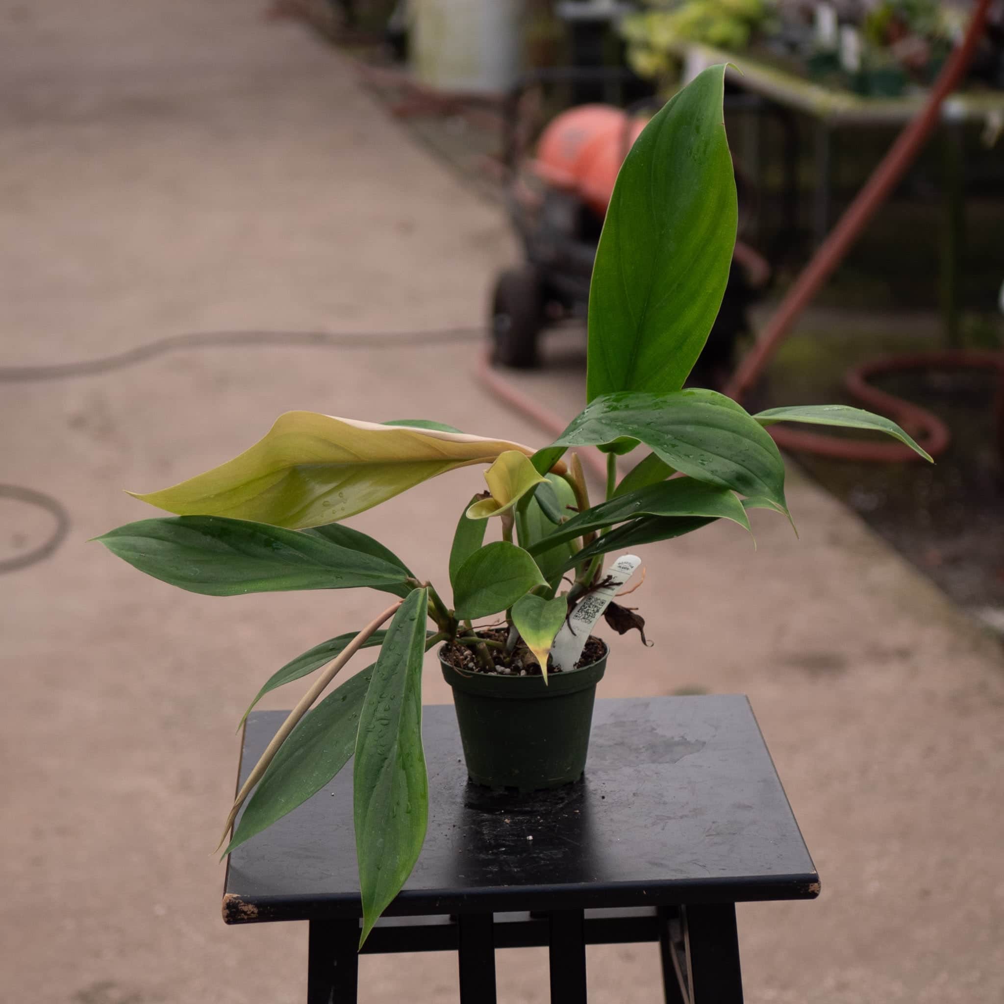 philodendron bauhaus Philodendron baudoense
