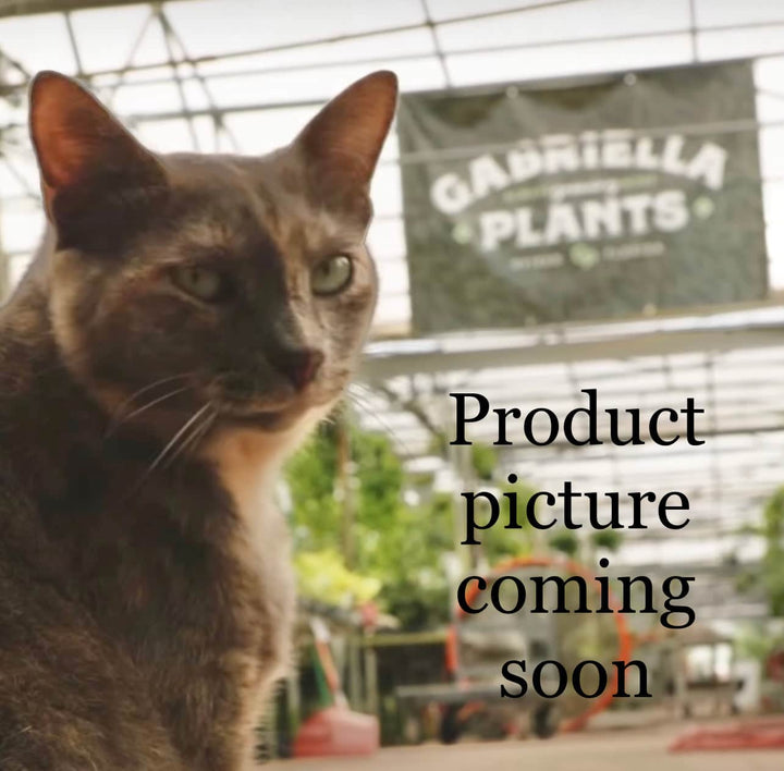 Gabriella Plants Philodendron 3" Philodendron baudoense