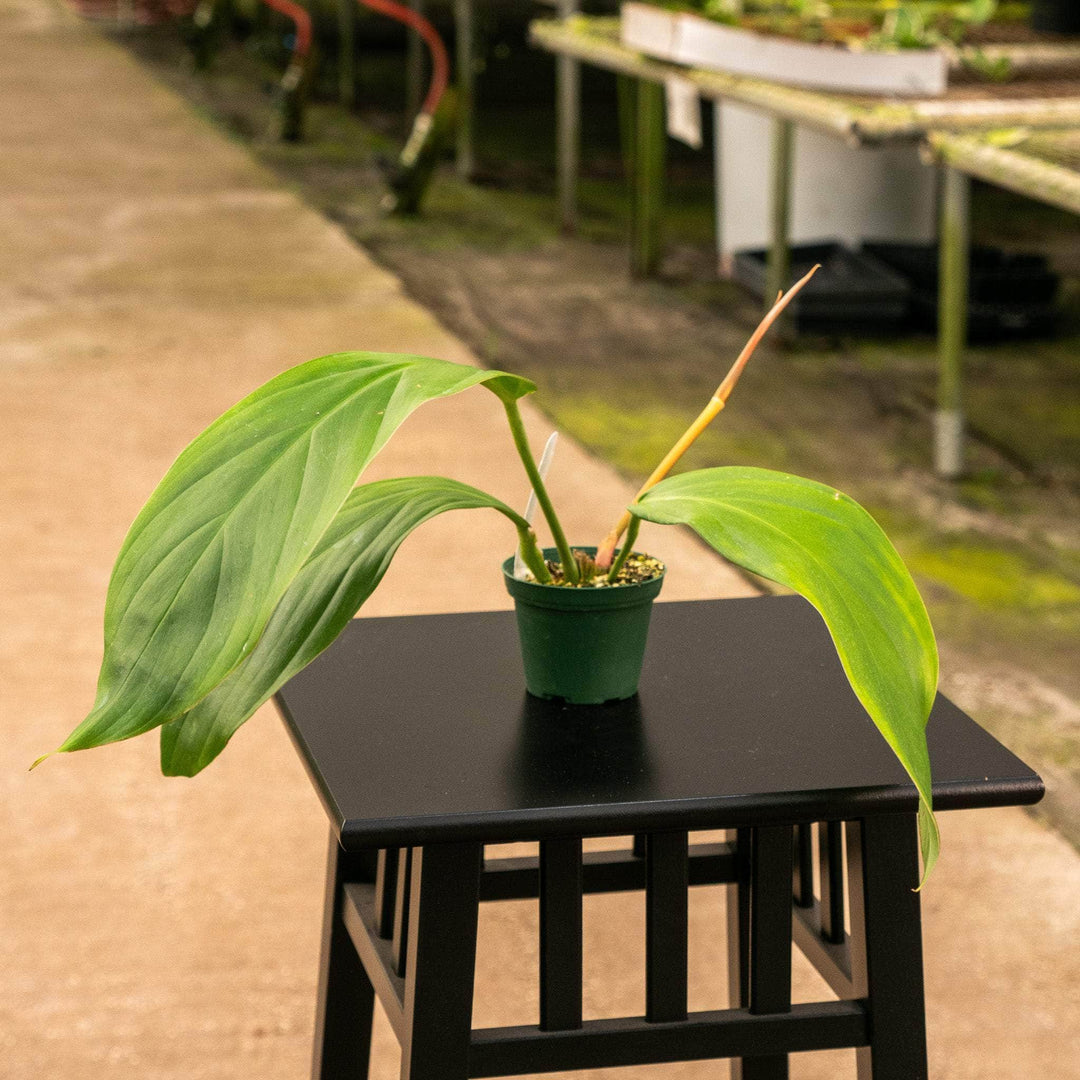 Gabriella Plants Philodendron 3" Philodendron baudoense