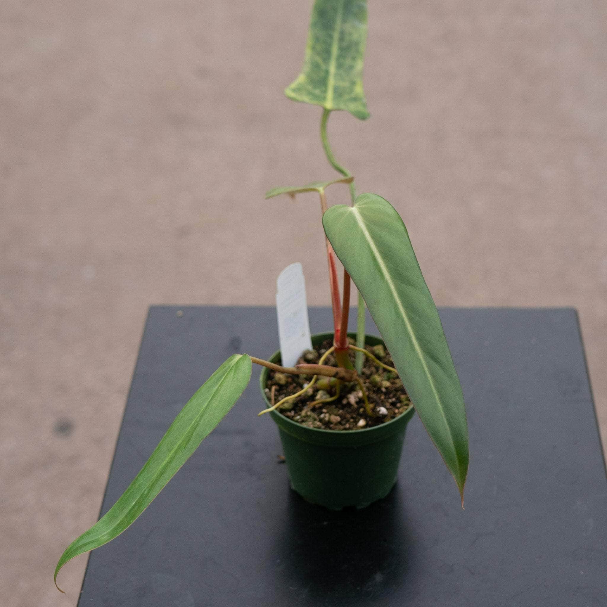 philodendron bernardopazii mature Philodendron bernardopazii