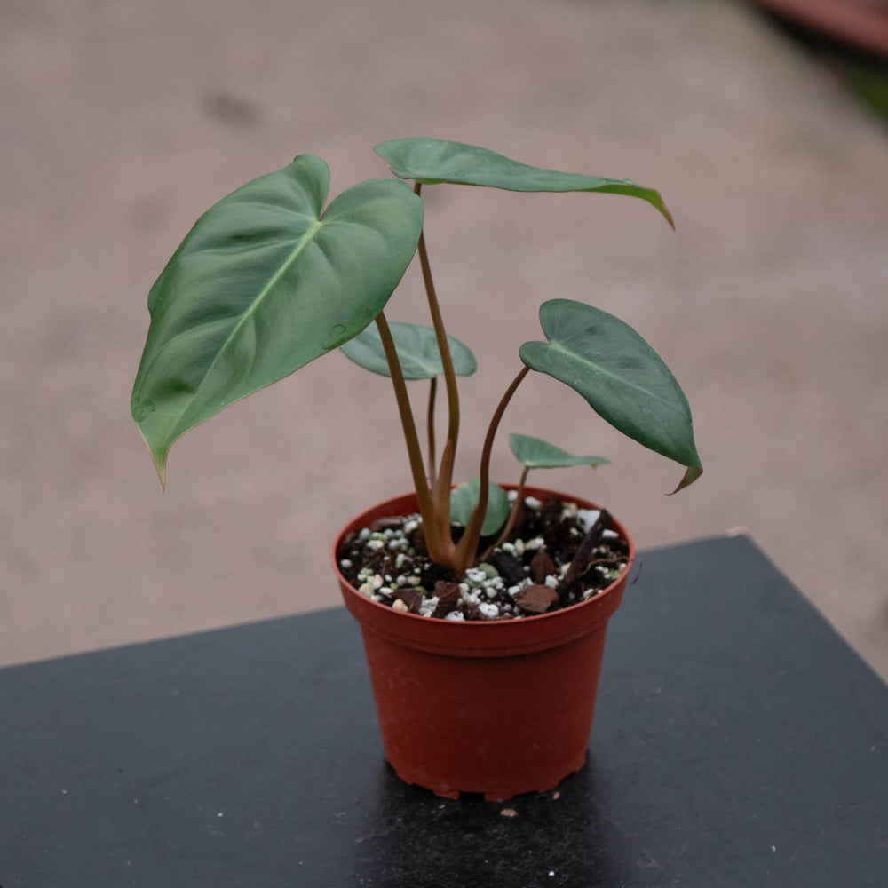 Gabriella Plants Philodendron Hybrid 4" Philodendron ‘Billienum’