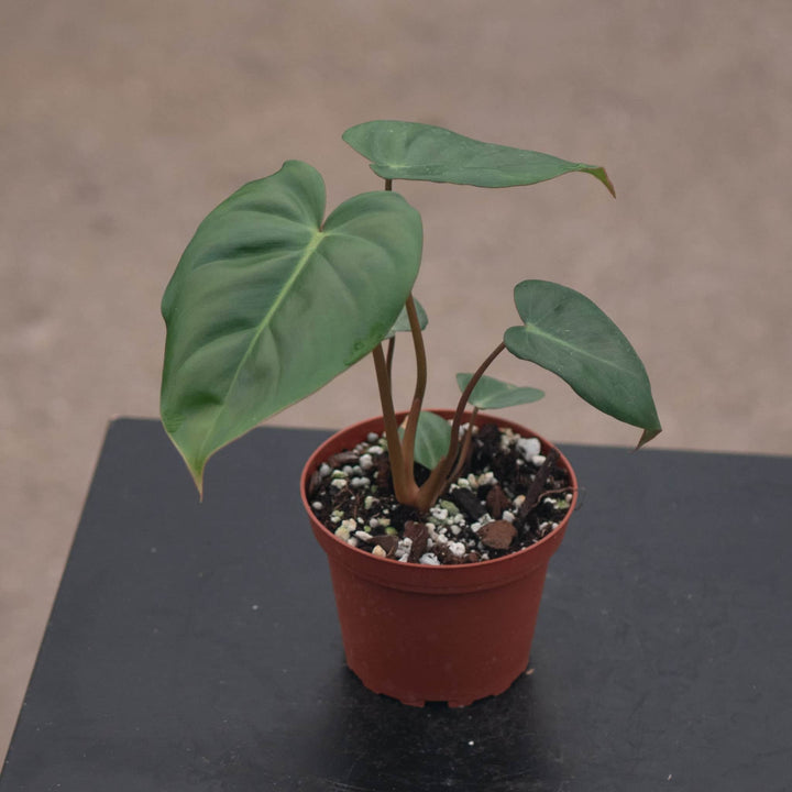 Gabriella Plants Philodendron Hybrid 4" Philodendron ‘Billienum’