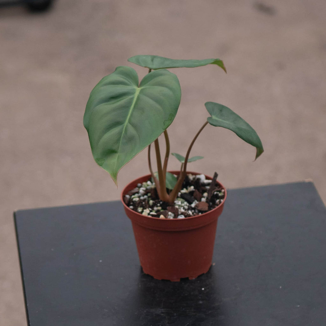 Gabriella Plants Philodendron Hybrid 4" Philodendron ‘Billienum’