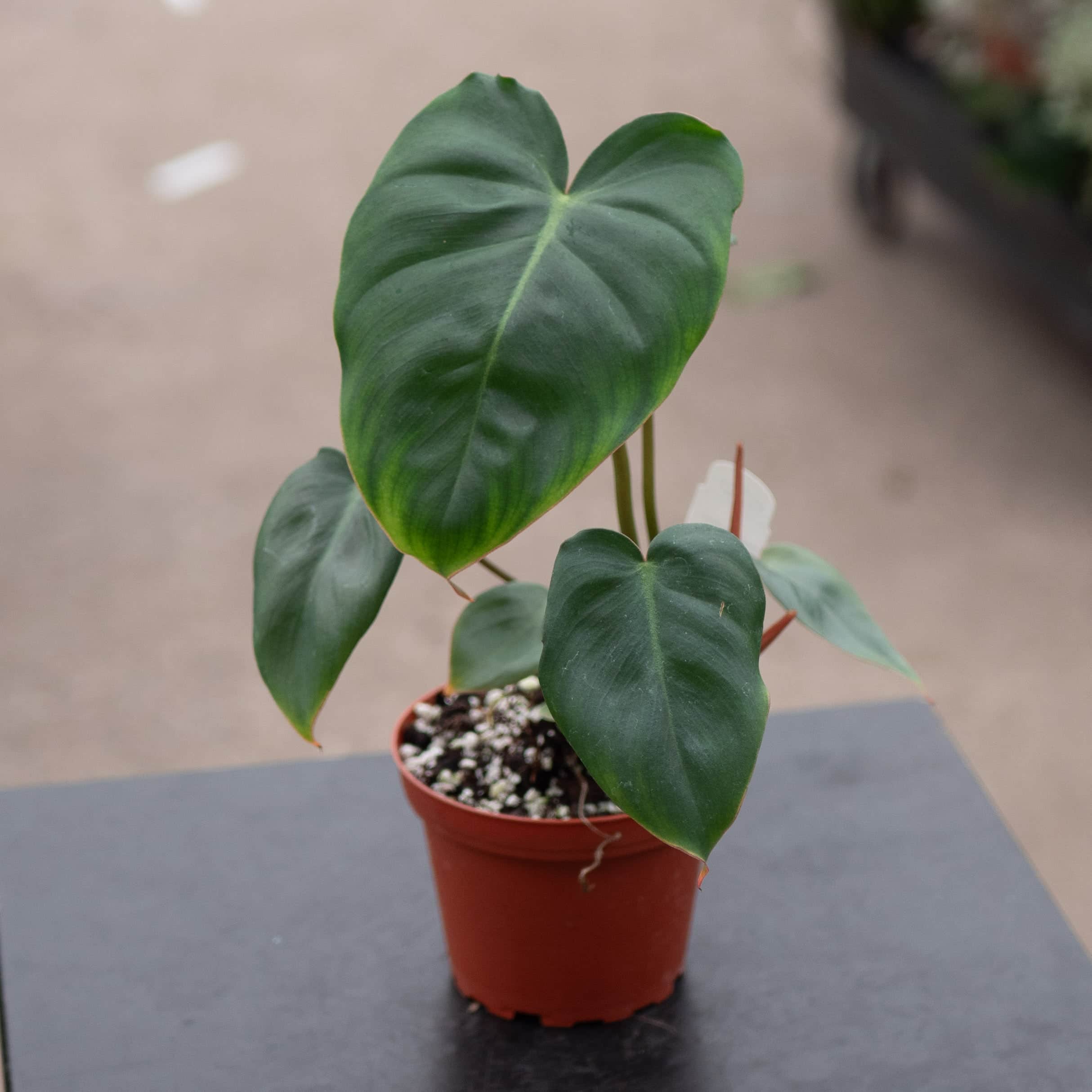 Philodendron ‘Billienum’