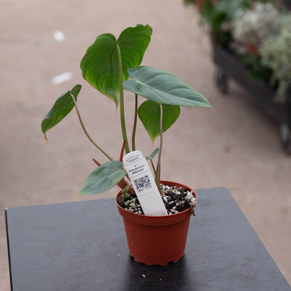 Gabriella Plants Philodendron Hybrid 4" Philodendron ‘Billienum’