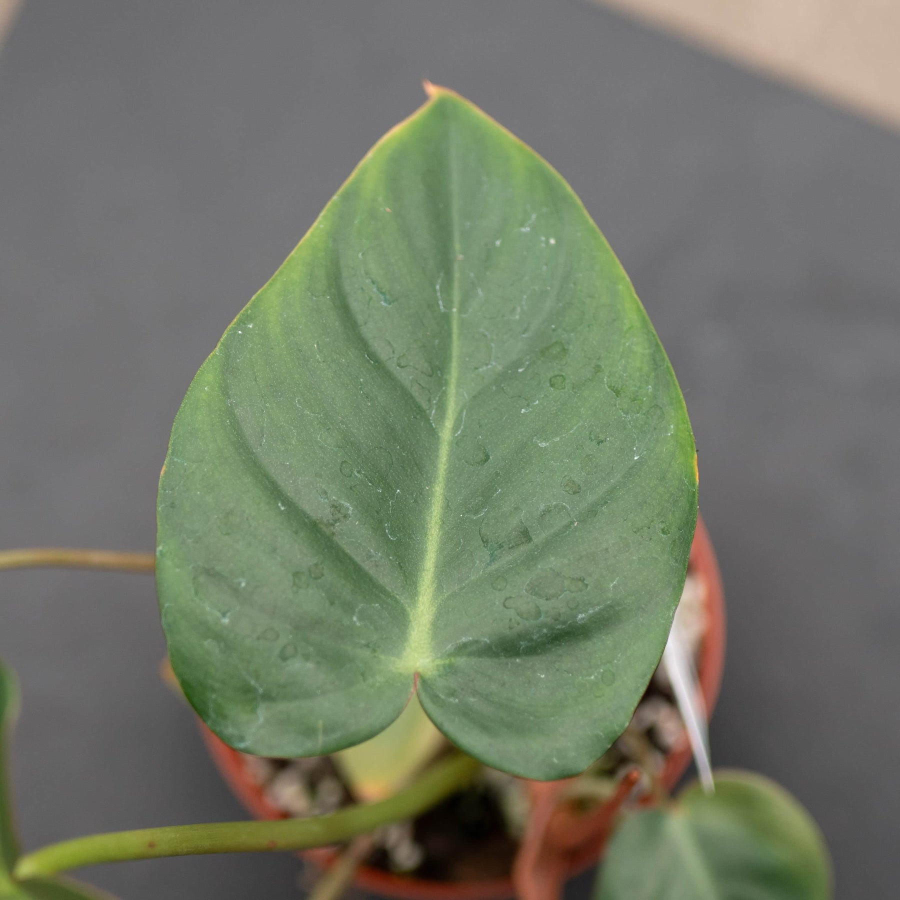 pasta plant philodendron Philodendron 'Billienum'
