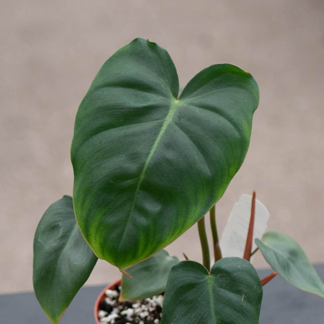 philodendron hybrida Philodendron ‘Billienum’
