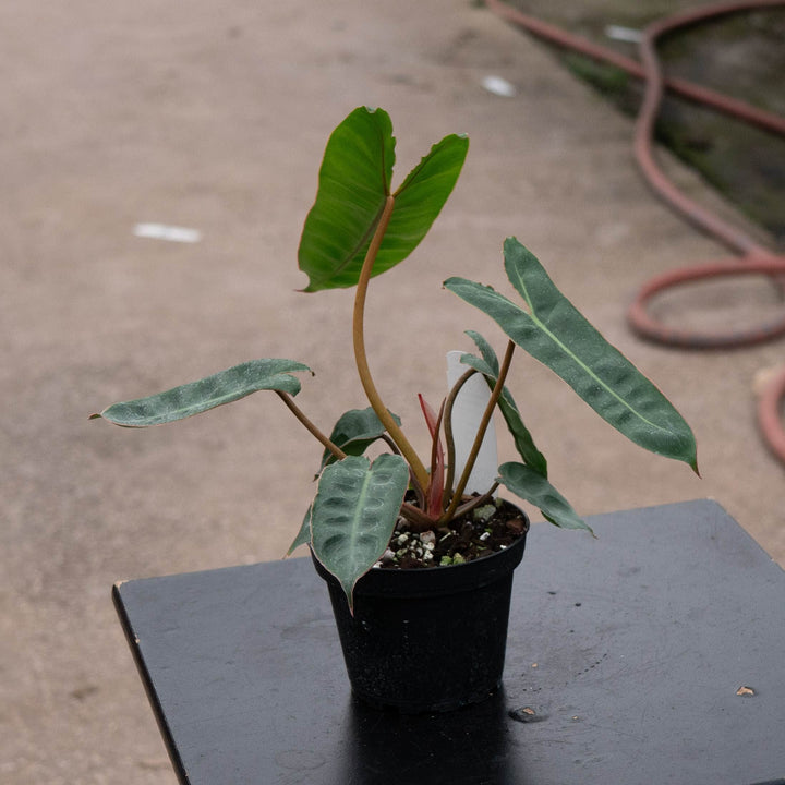 Gabriella Plants Philodendron Philodendron billietiae