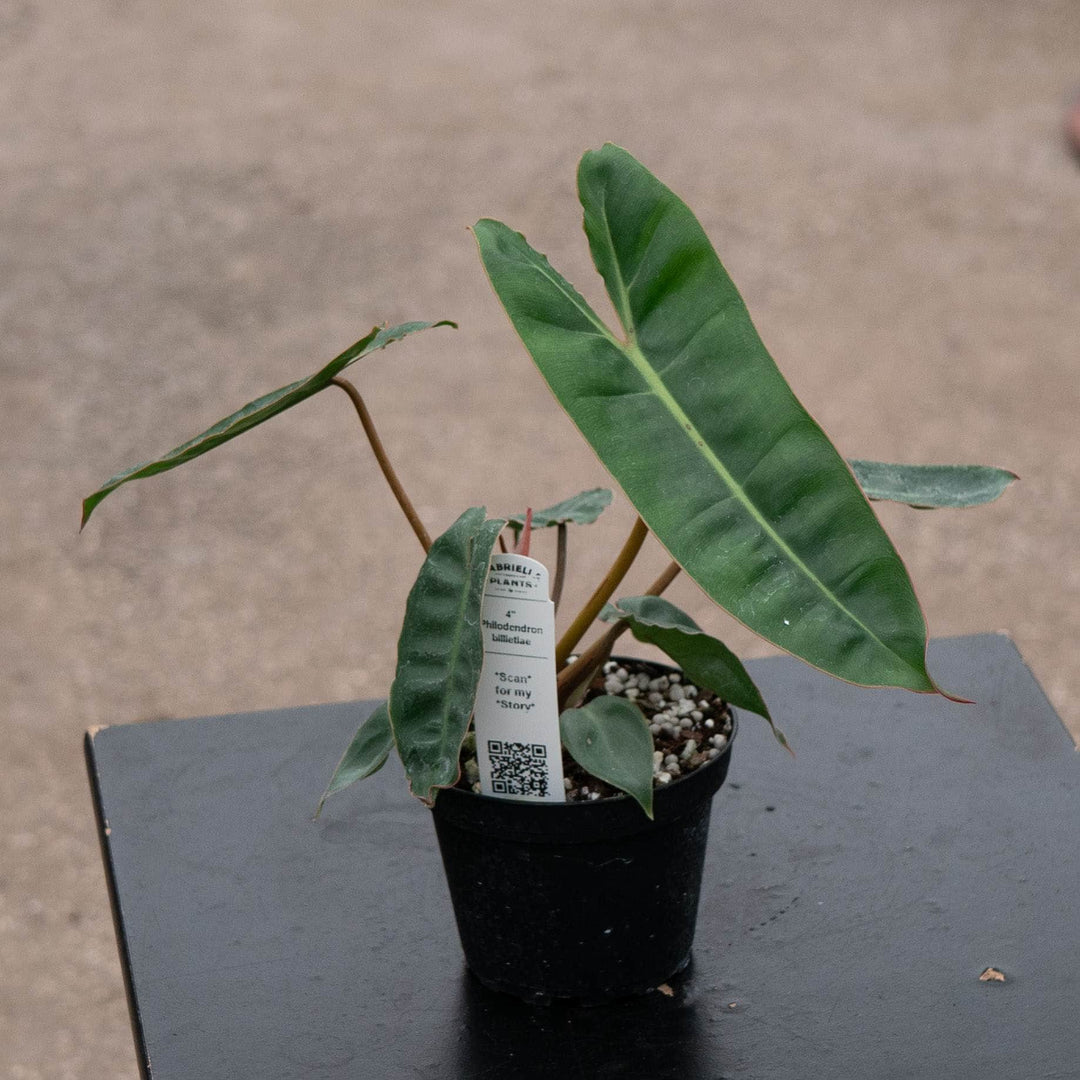 Gabriella Plants Philodendron Philodendron billietiae