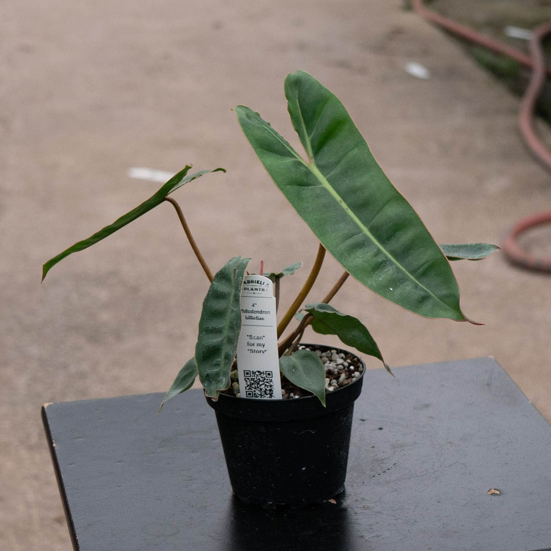 Gabriella Plants Philodendron Philodendron billietiae