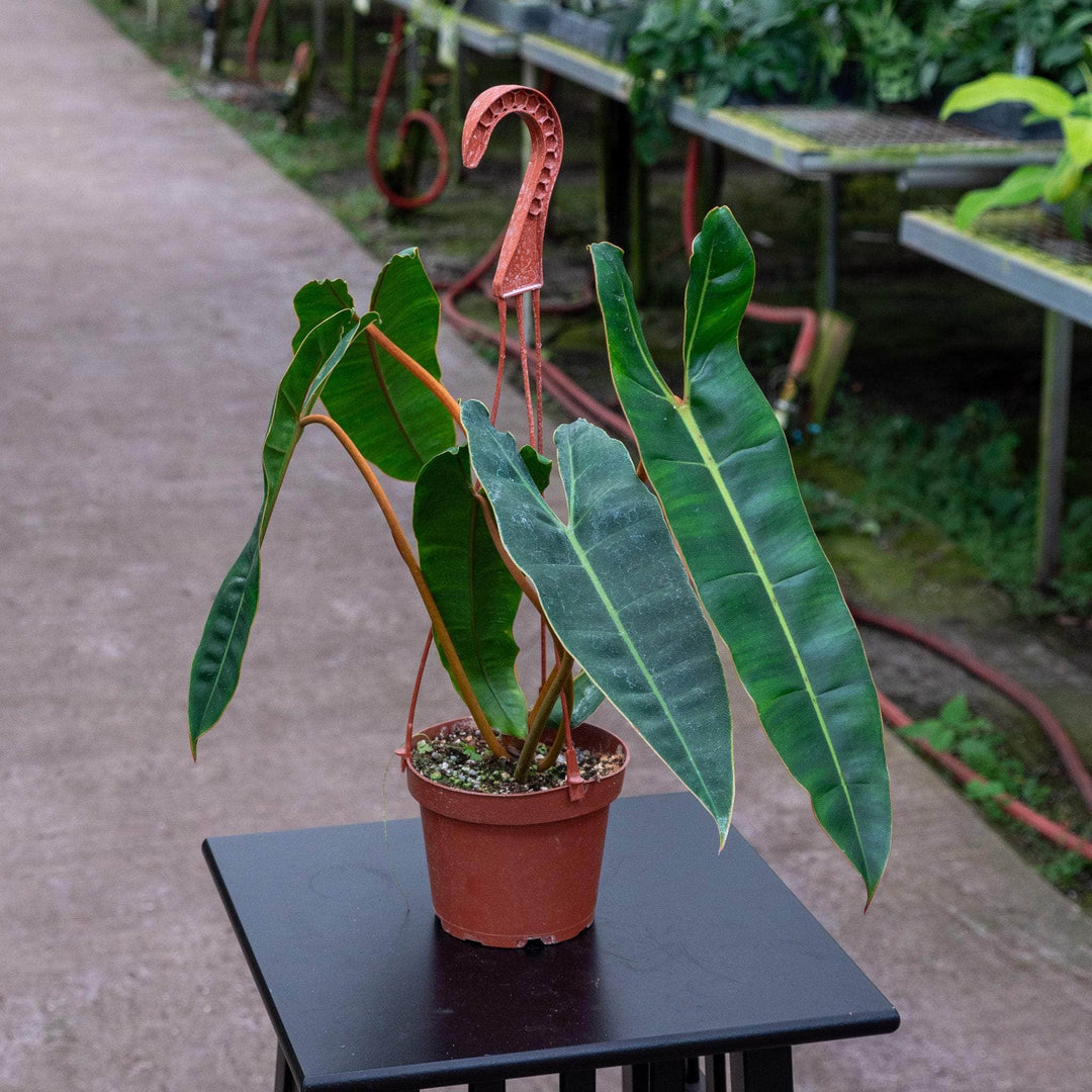 philodendron billietiae buy Philodendron billietiae