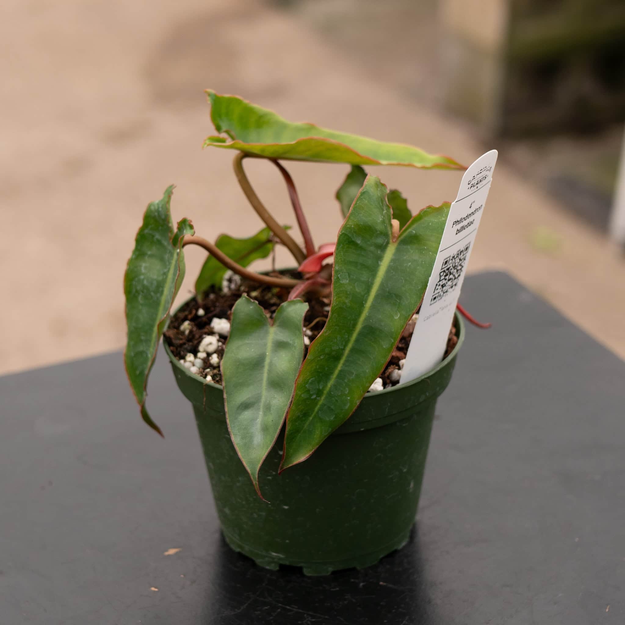 blitz philodendron Philodendron BILLIETIAE