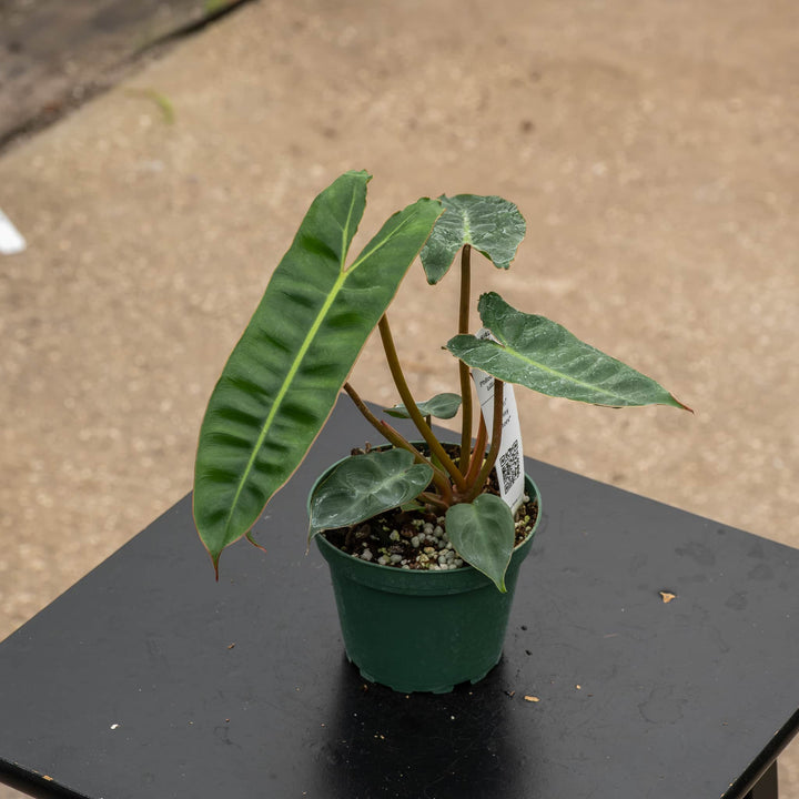 Gabriella Plants Philodendron 4" Philodendron billietiae