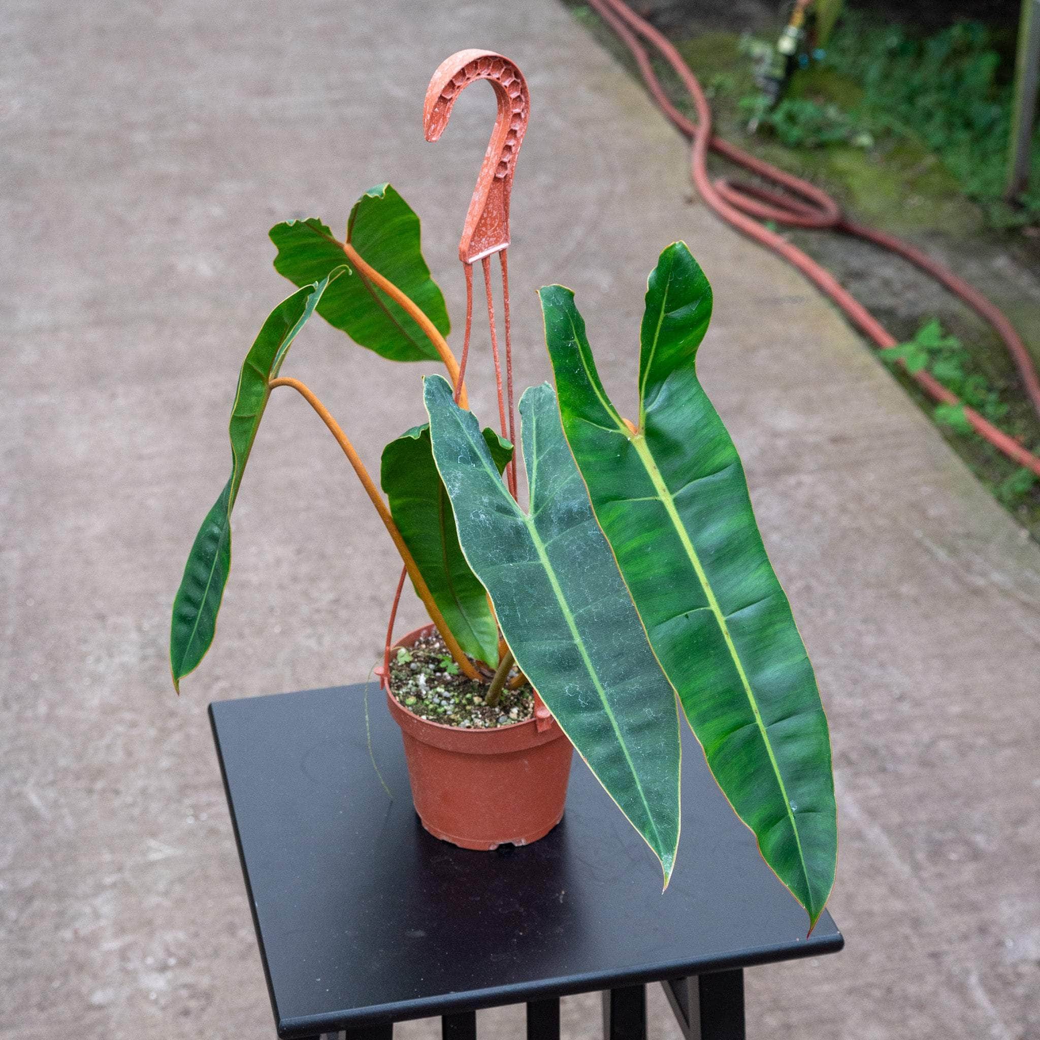 billietiae philodendron Philodendron BILLIETIAE