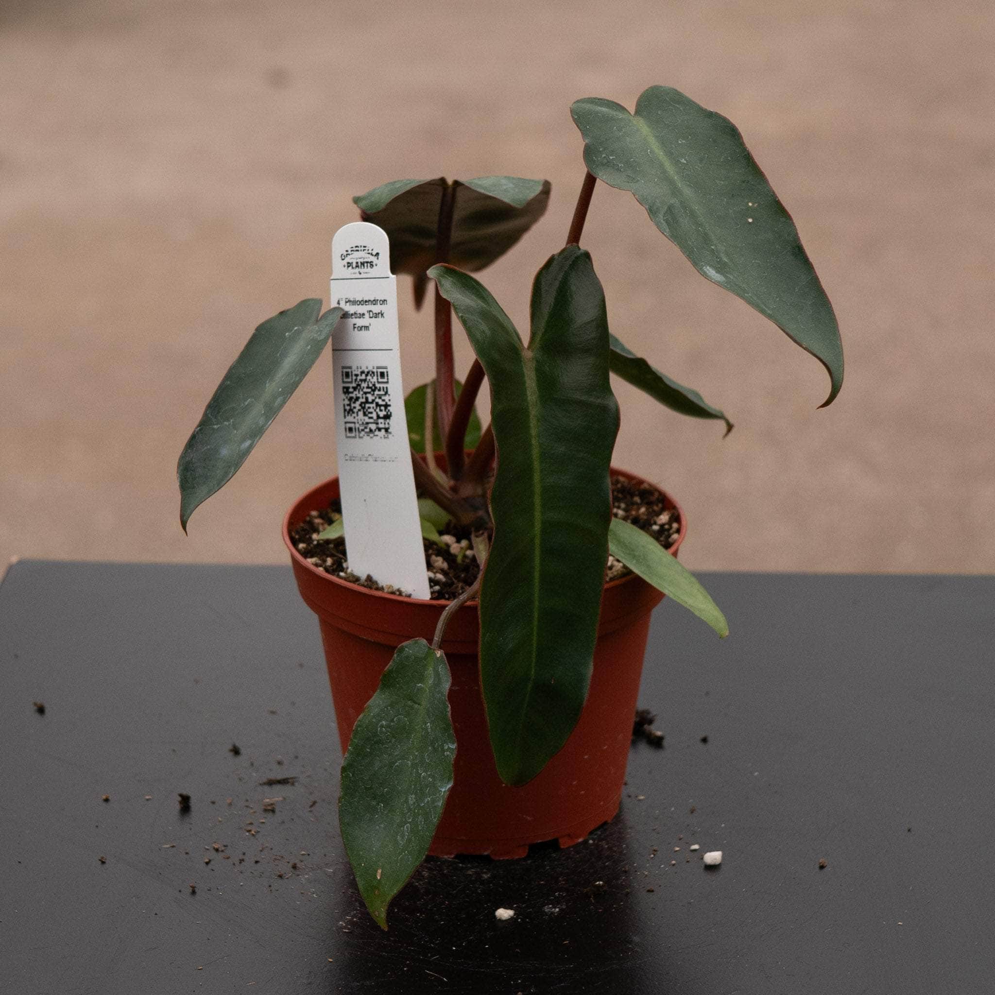 Philodendron billietiae 'Dark Form'