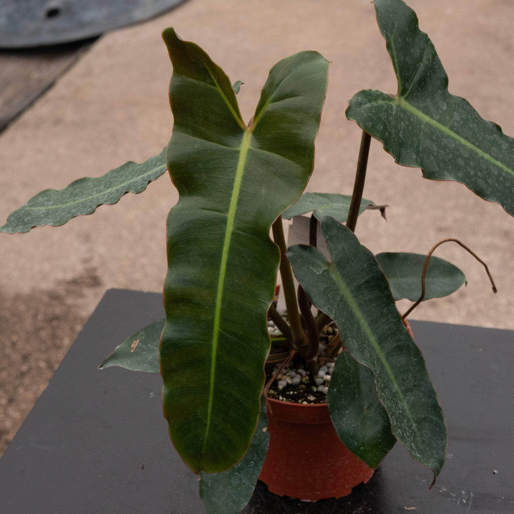 Philodendron billietiae 'Dark Form'