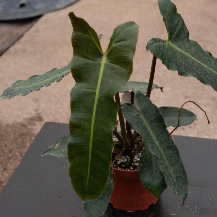 Gabriella Plants Philodendron 4" Philodendron billietiae 'Dark Form'