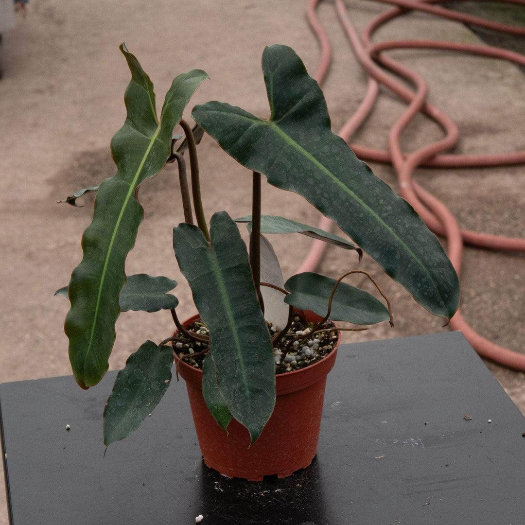 Gabriella Plants Philodendron 4" Philodendron billietiae 'Dark Form'