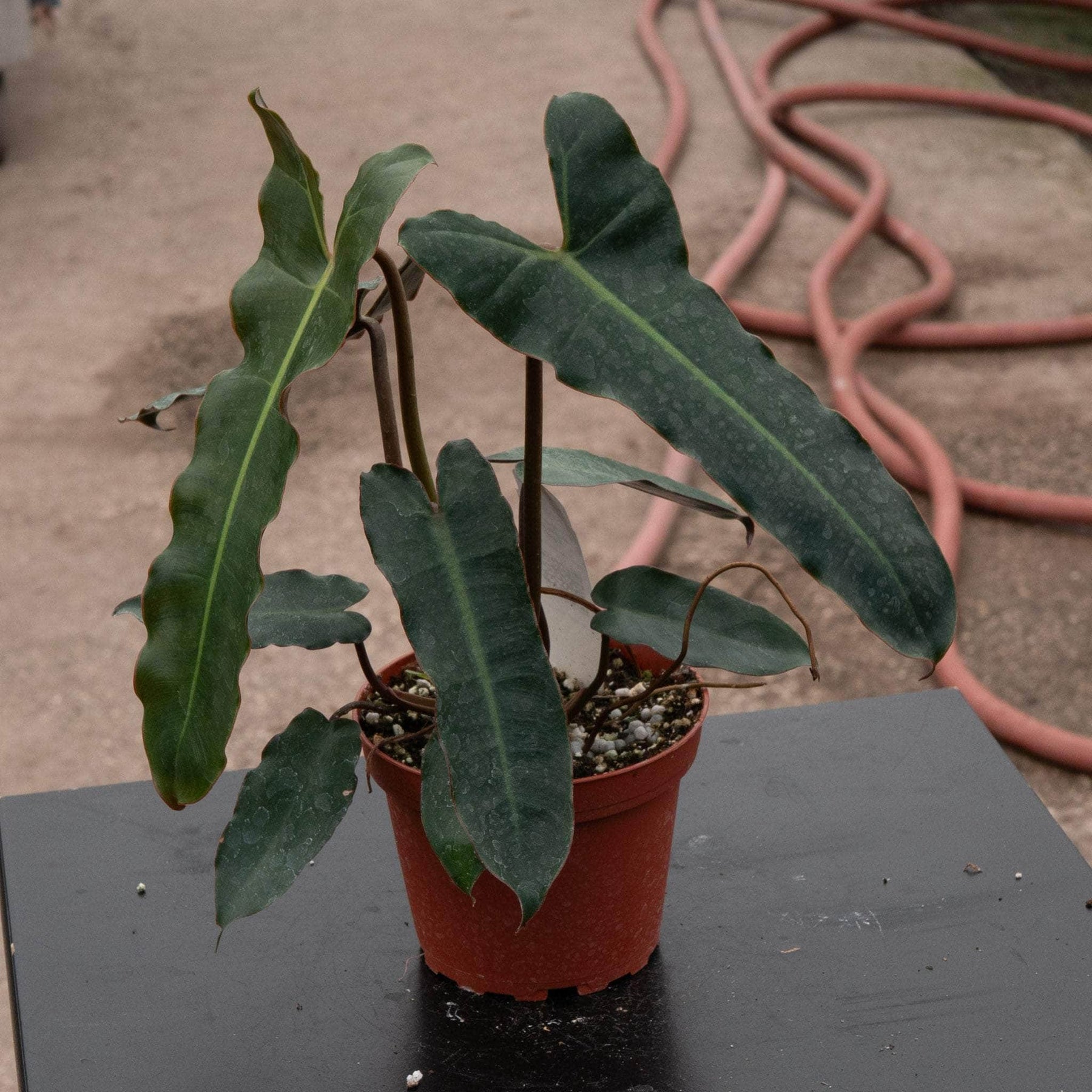philodendron billie Philodendron billietiae 'Dark Form'