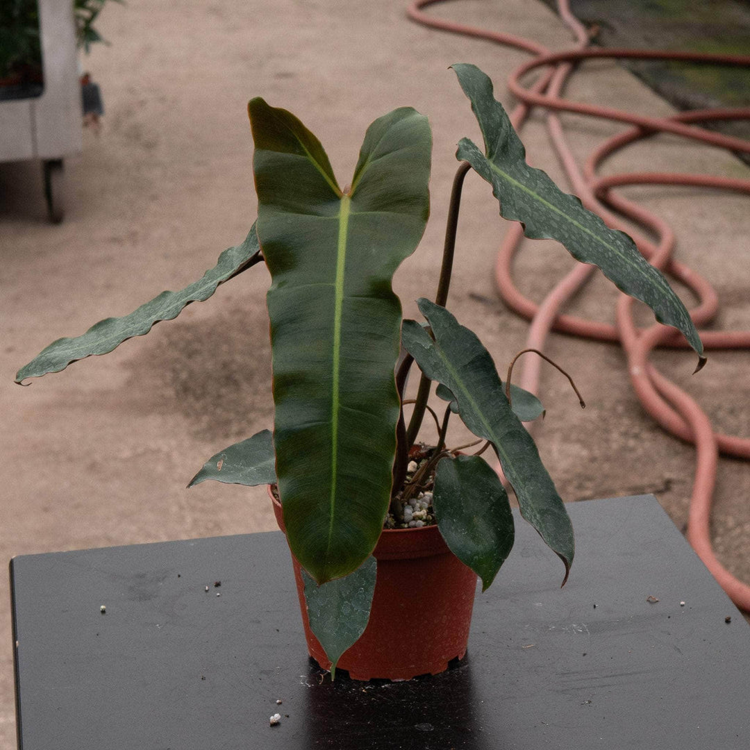philodendron billietiae x atabapoense Philodendron billietiae 'Dark Form'