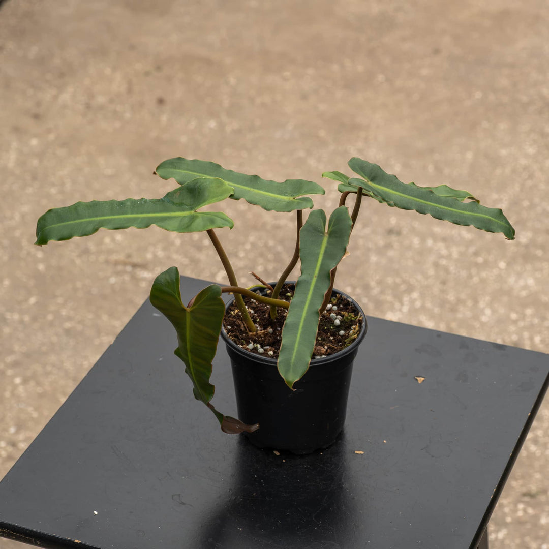 Gabriella Plants Philodendron 4" Philodendron billietiae 'Dark Form'