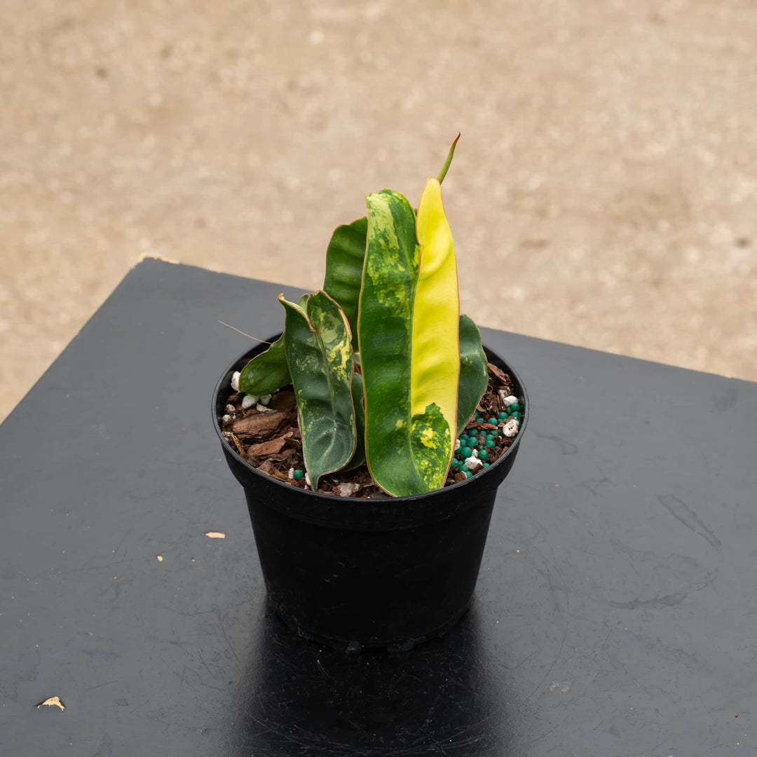Gabriella Plants Philodendron 4" Philodendron billietiae variegated