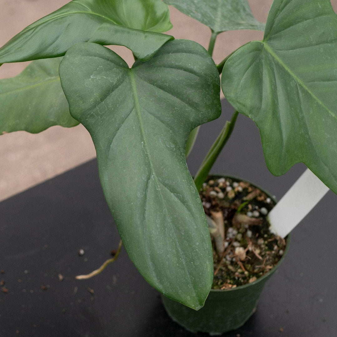 silver violin philodendron Philodendron bipennifolium
