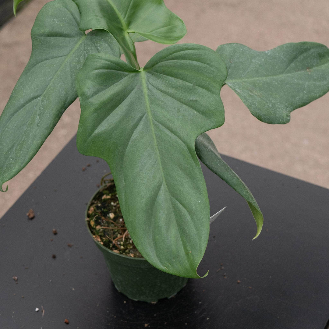 philodendron bipennifolium columbia Philodendron bipennifolium