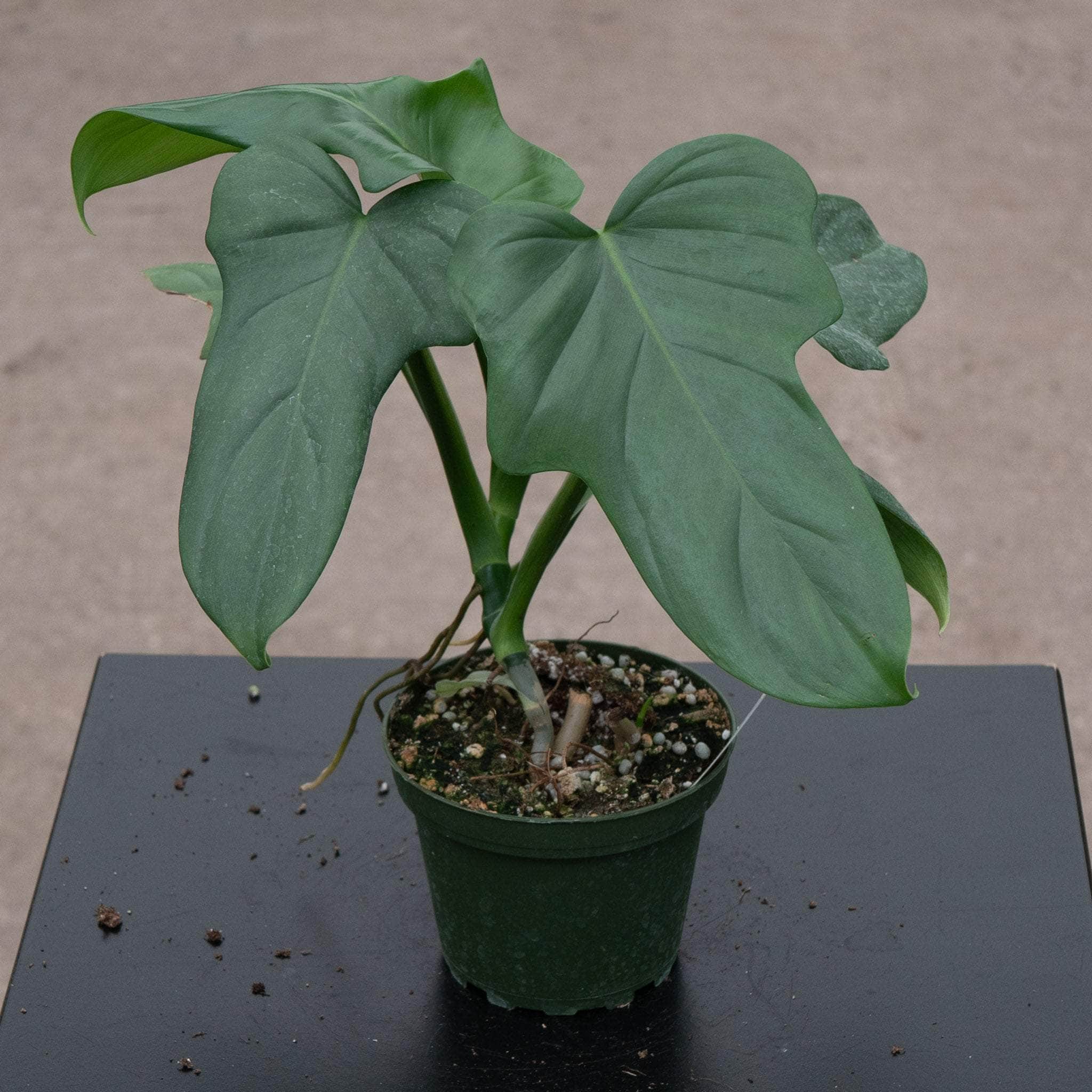 philodendron bipennifolium panda Philodendron bipennifolium