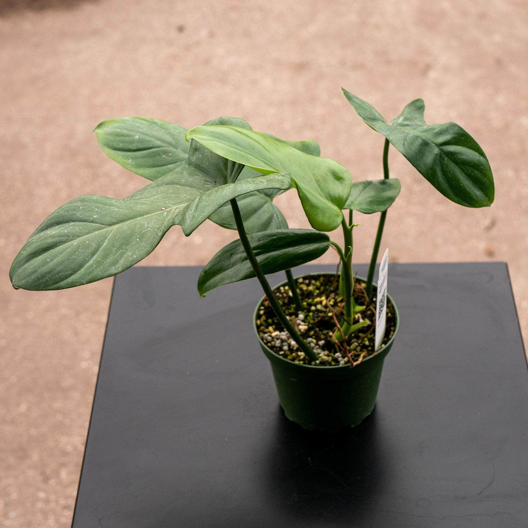 philodendron bipennifolium types Philodendron bipennifolium