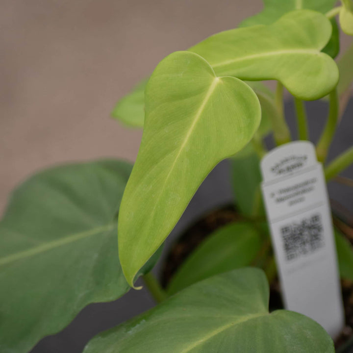 Gabriella Plants Philodendron Philodendron bipennifolium aurea