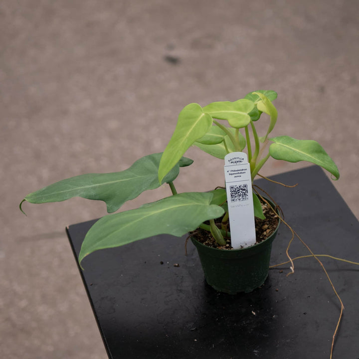 Gabriella Plants Philodendron Philodendron bipennifolium aurea