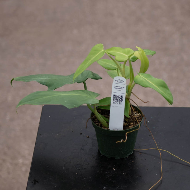 Gabriella Plants Philodendron Philodendron bipennifolium aurea