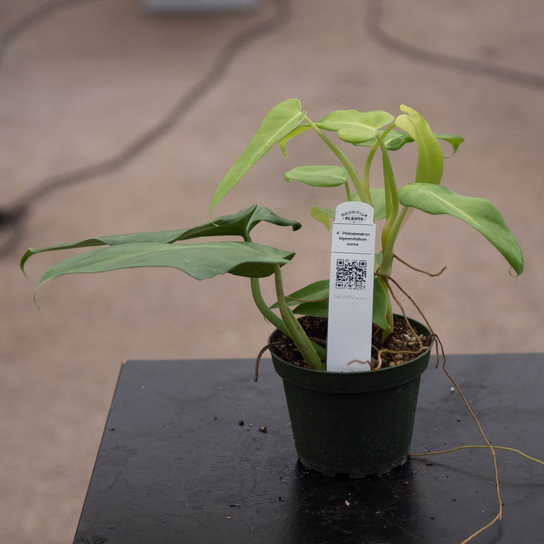 Gabriella Plants Philodendron Philodendron bipennifolium aurea