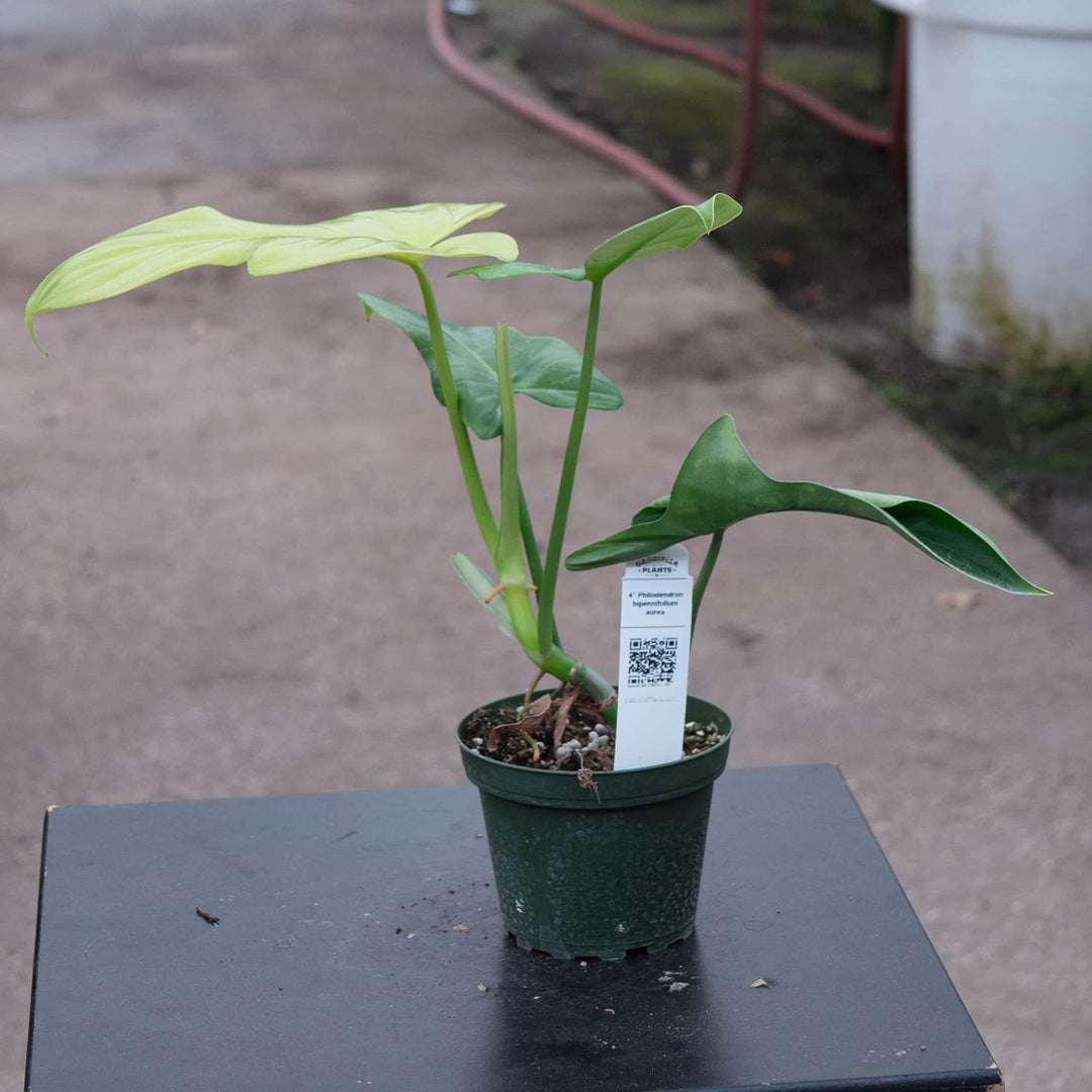philodendron bipinna Philodendron bipennifolium aurea