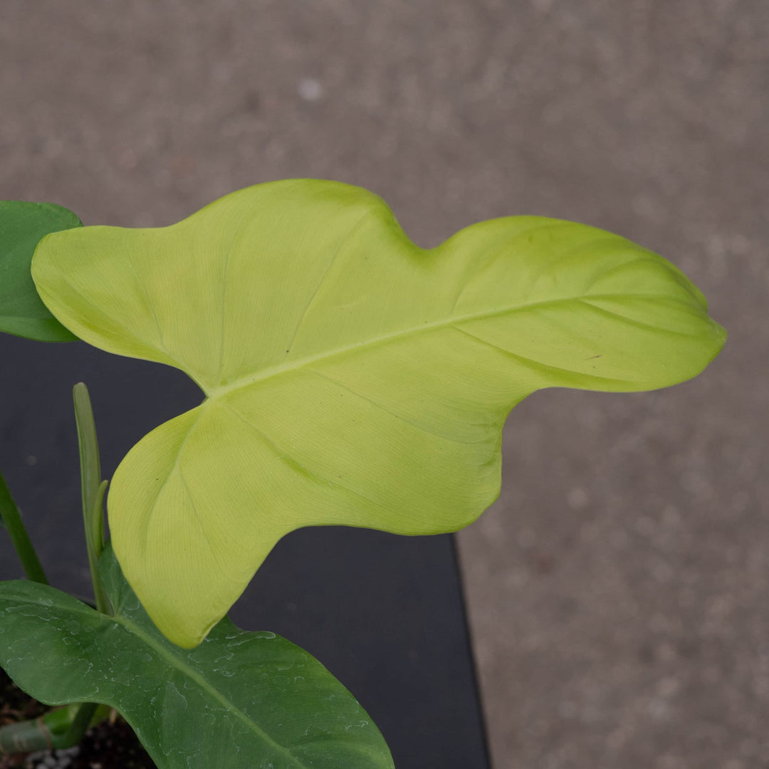 philodendron bipennifolium glaucous blue hue Philodendron bipennifolium aurea