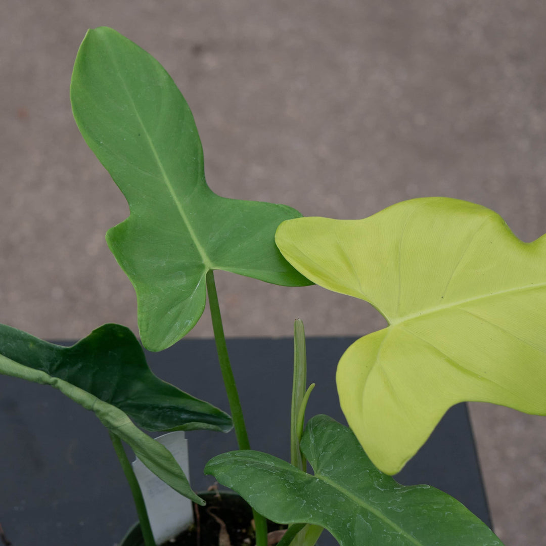 philodendron bipennifolium & 39 Philodendron bipennifolium aurea