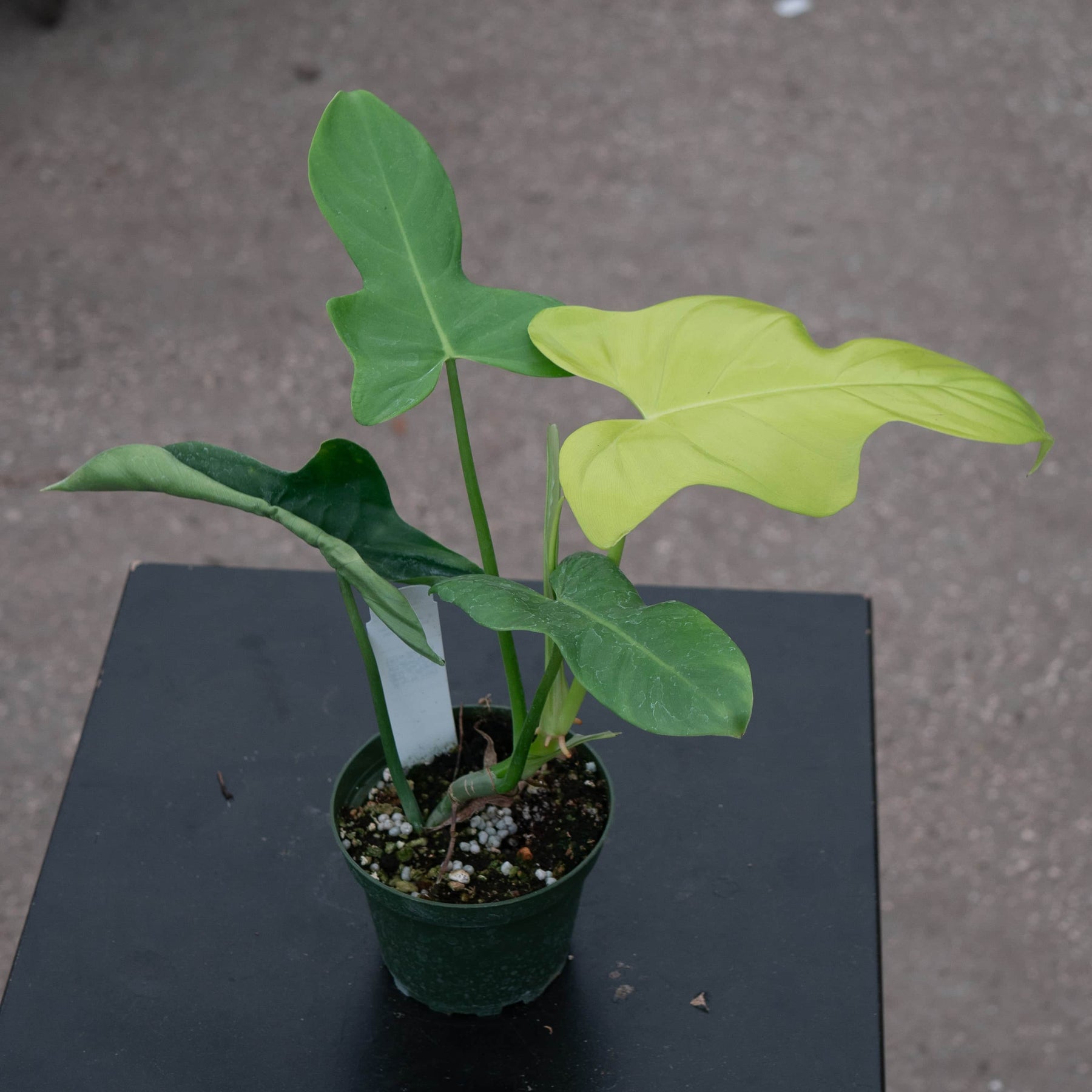 philodendron goldie eye Philodendron bipennifolium aurea