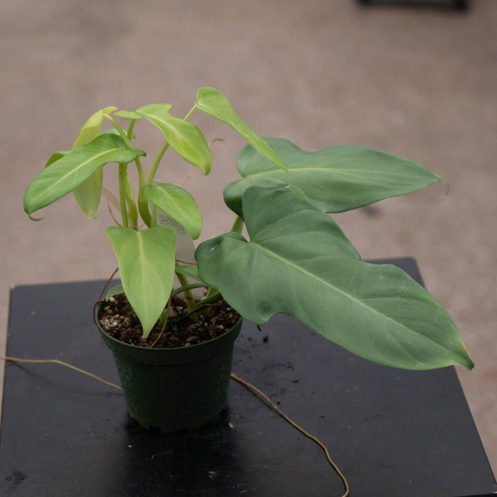 Gabriella Plants Philodendron 4" Philodendron bipennifolium aurea