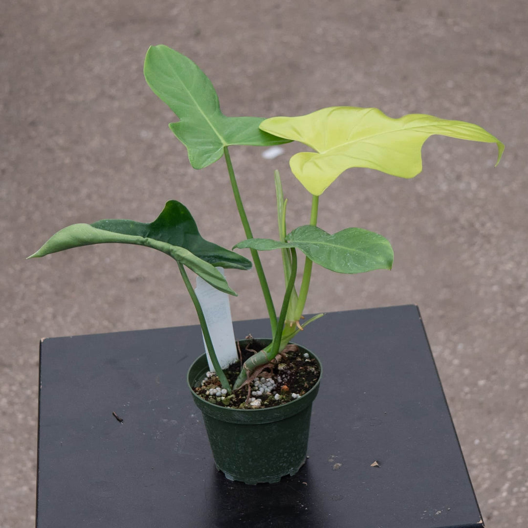 Gabriella Plants Philodendron 4" Philodendron bipennifolium aurea