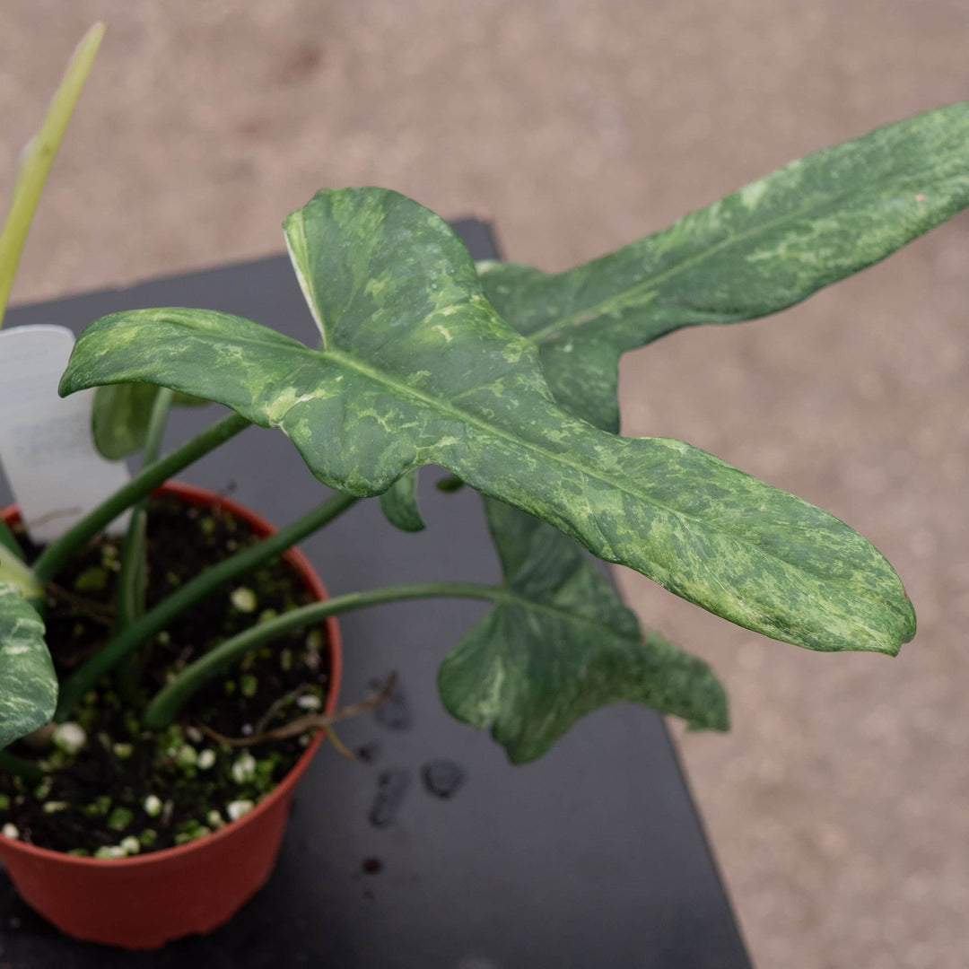 philodendron bipennifolium variegated Philodendron bipennifolium 'Splash Gordon'