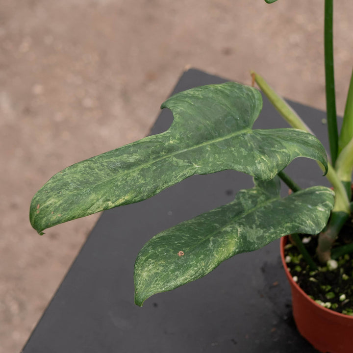 Gabriella Plants Philodendron 4" Philodendron bipennifolium 'Splash Gordon'