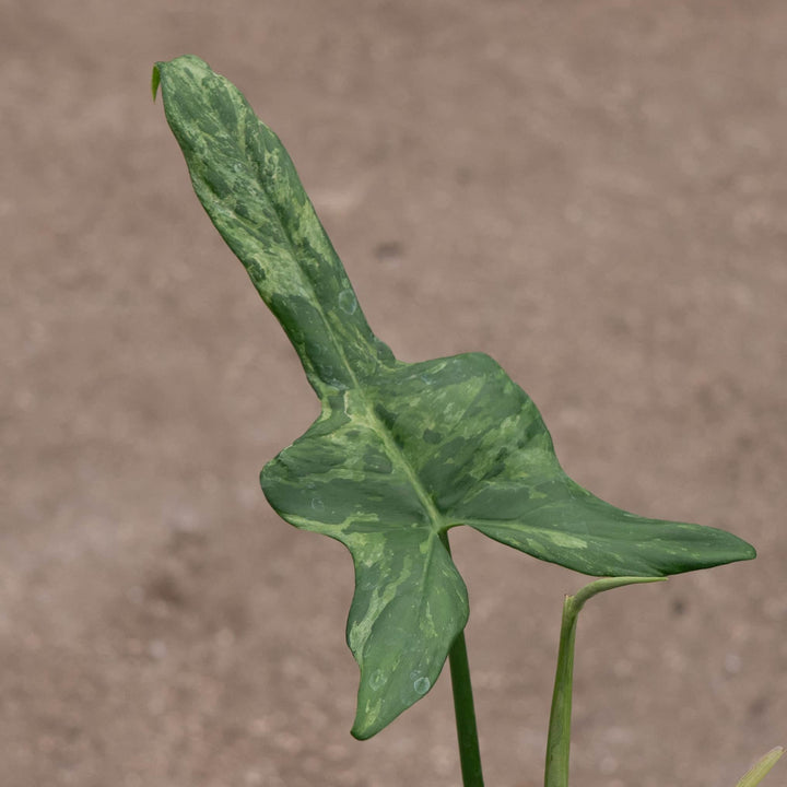 Gabriella Plants Philodendron 4" Philodendron bipennifolium 'Splash Gordon'