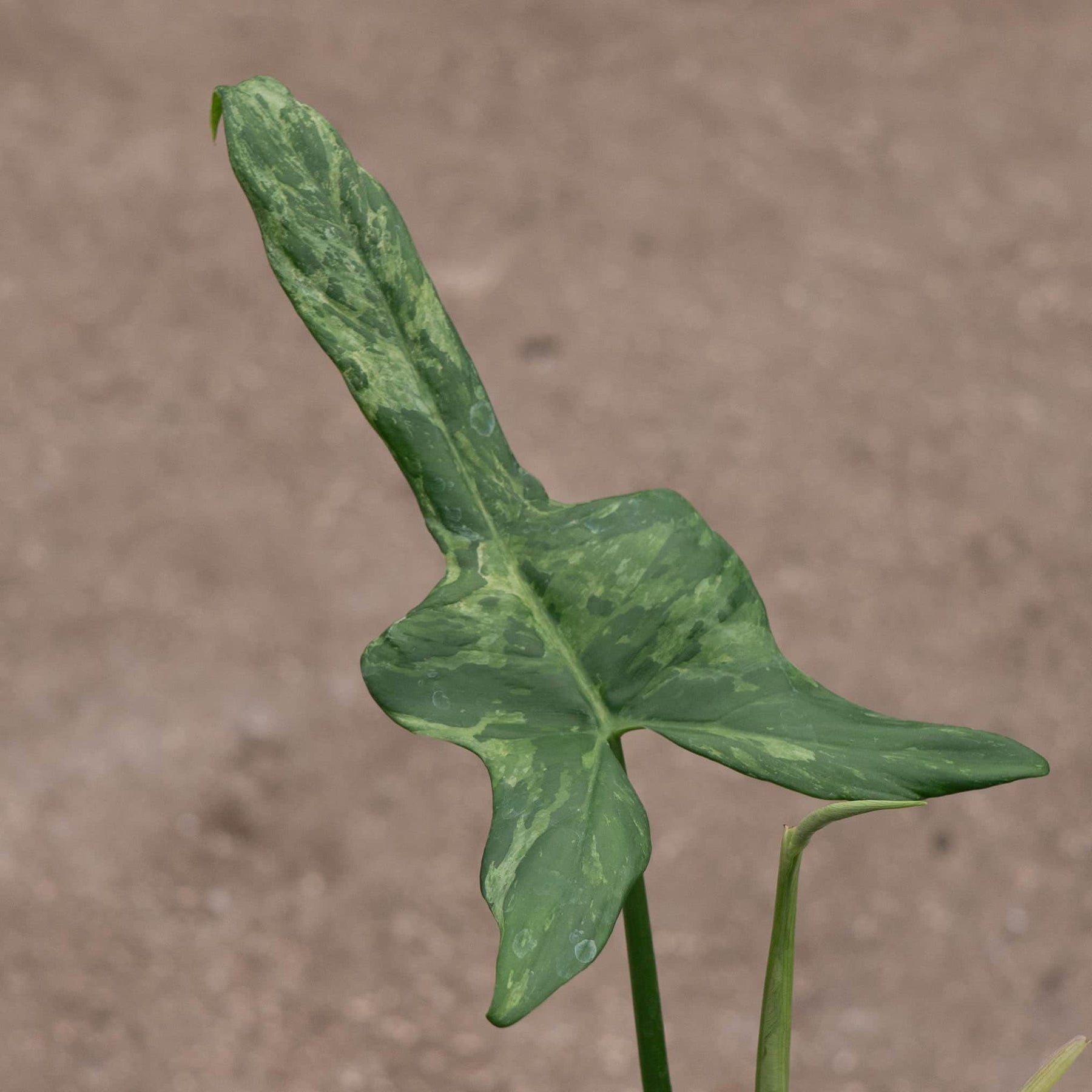 philodendron horse head price Philodendron bipennifolium 'Splash Gordon'