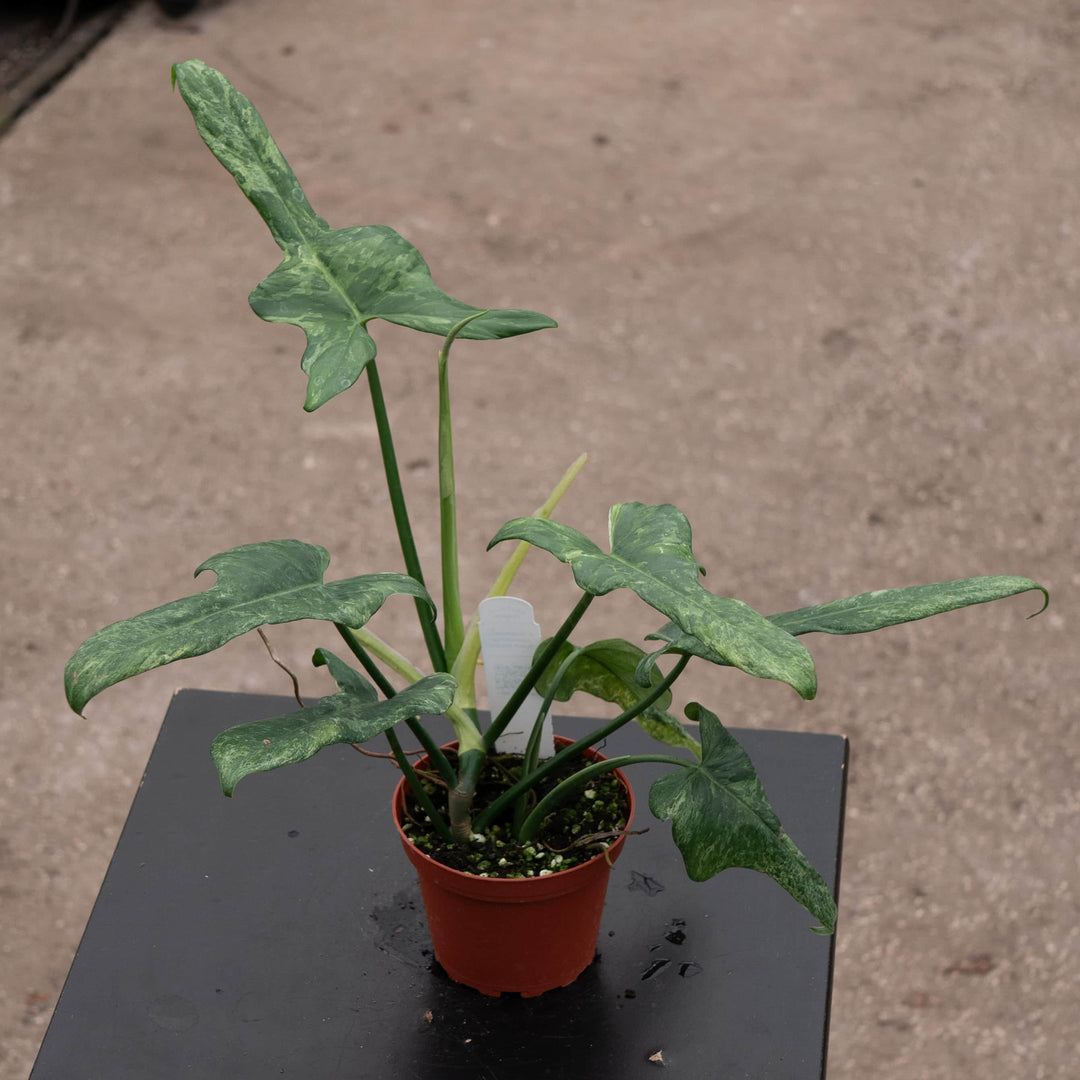 Gabriella Plants Philodendron 4" Philodendron bipennifolium 'Splash Gordon'