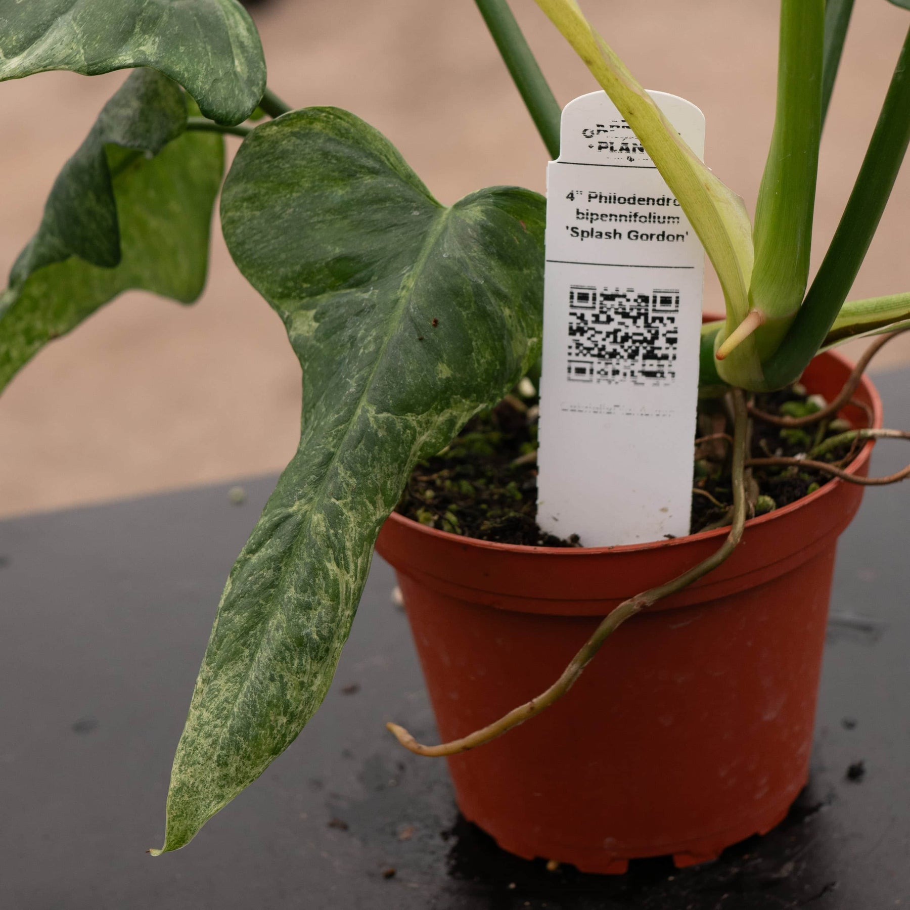 variegated philodendron bipennifolium Philodendron bipennifolium 'Splash Gordon'
